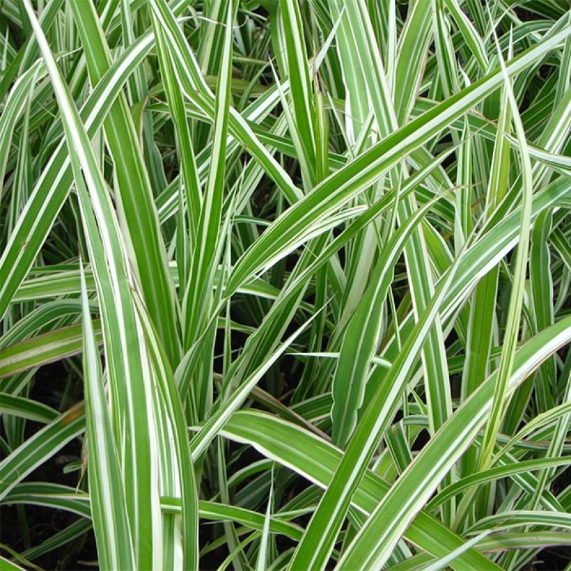 Chinaschilf Cabaret - Miscanthus sinensis var.condensatus (Foliage)