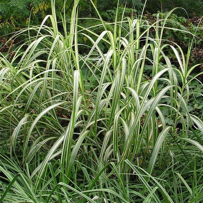 Chinaschilf Cabaret - Miscanthus sinensis var.condensatus (Plant habit)