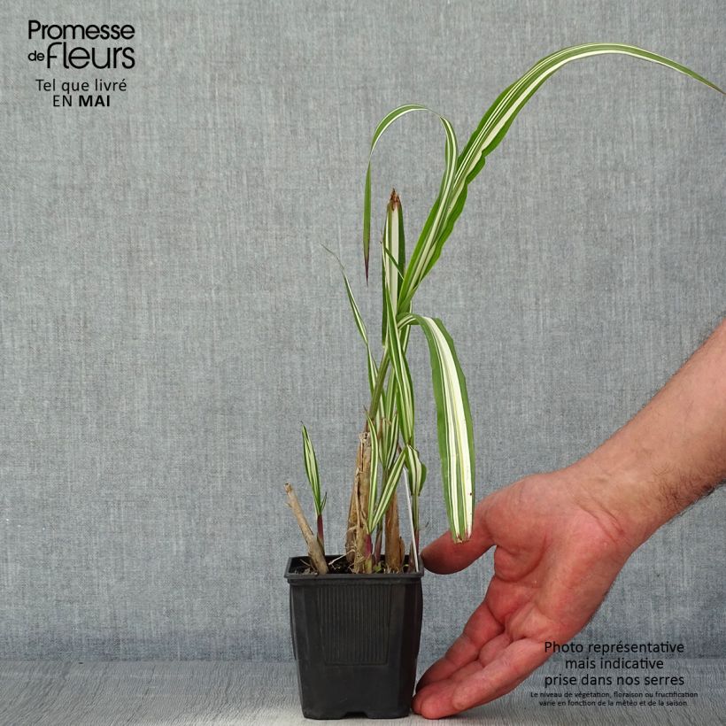 Example of Chinaschilf Cabaret - Miscanthus sinensis var.condensatus Kleine Töpfe von 8/9 cm as you get in printemps