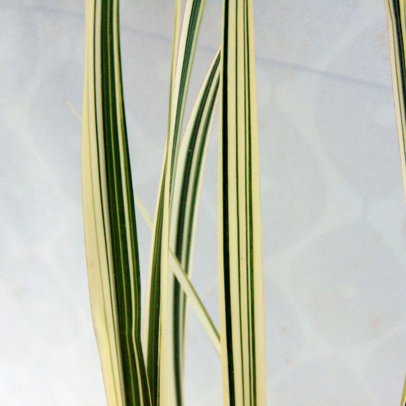 Chinaschilf var. condensatus Cosmopolitan - Miscanthus sinensis (Foliage)