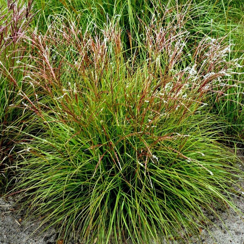 Chinaschilf Cute One - Miscanthus sinensis (Plant habit)