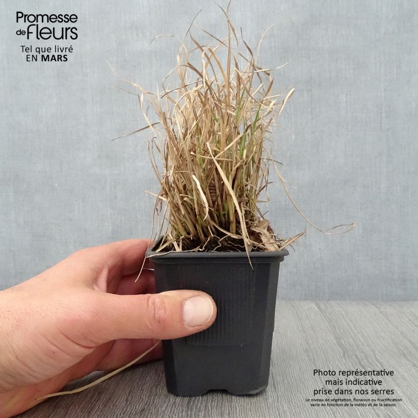 Example of Chinaschilf Cute One - Miscanthus sinensis Kleine Töpfe von 8/9 cm as you get in printemps