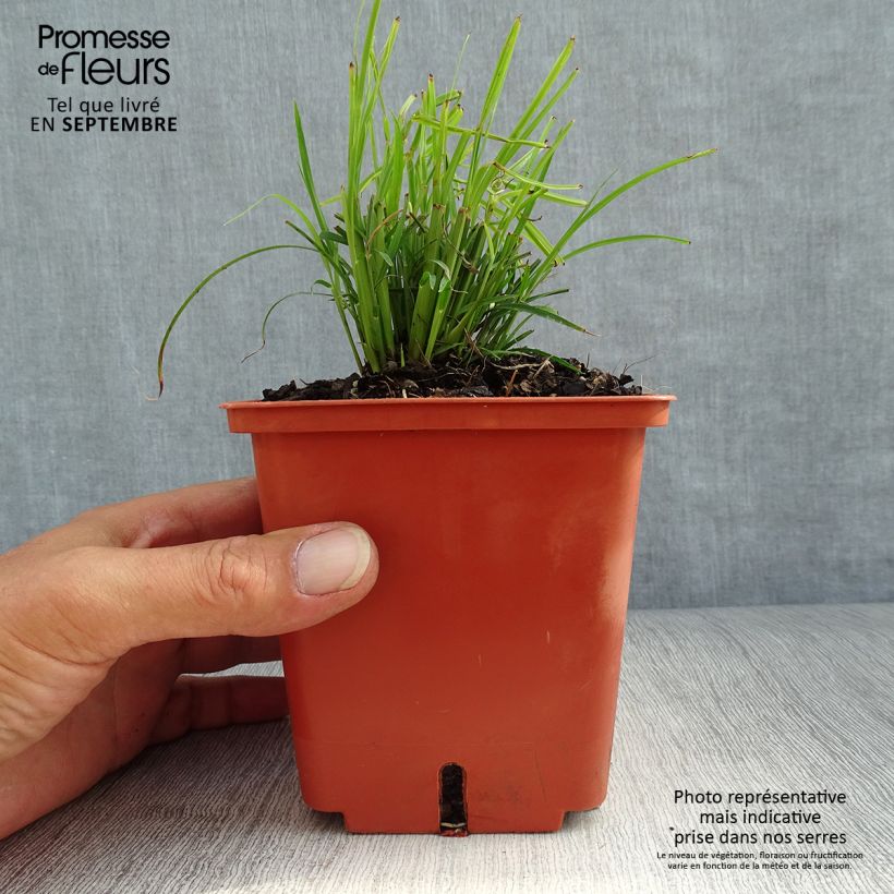 Exemplar von Miscanthus sinensis Cute One - Roseau de Chine nain. Pot de 1L/1,5L wie im Herbst geliefert