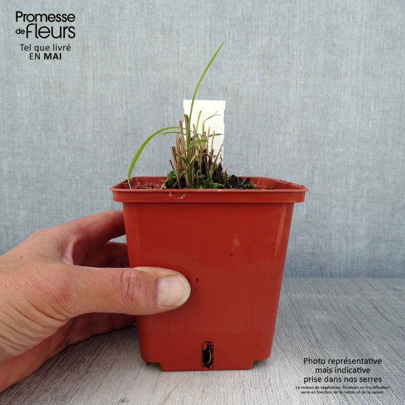 Example of Chinaschilf Cute One - Miscanthus sinensis Topf mit 1L/1,5L as you get in printemps