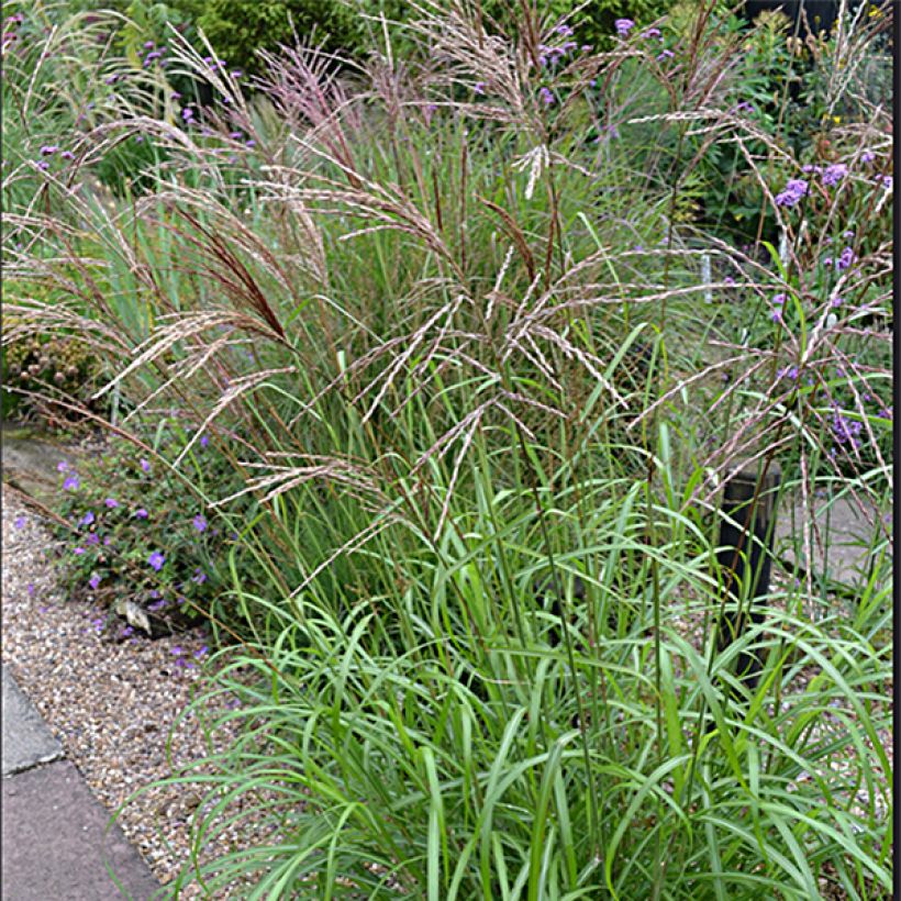 Chinaschilf Emmanuel Lepage - Miscanthus sinensis (Blüte)