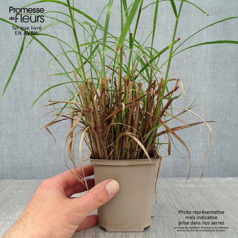 Example of Chinaschilf Etincelle - Miscanthus sinensis Kleine Töpfe von 8/9 cm as you get in printemps