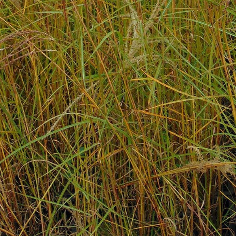 Chinaschilf Flamingo - Miscanthus sinensis (Foliage)