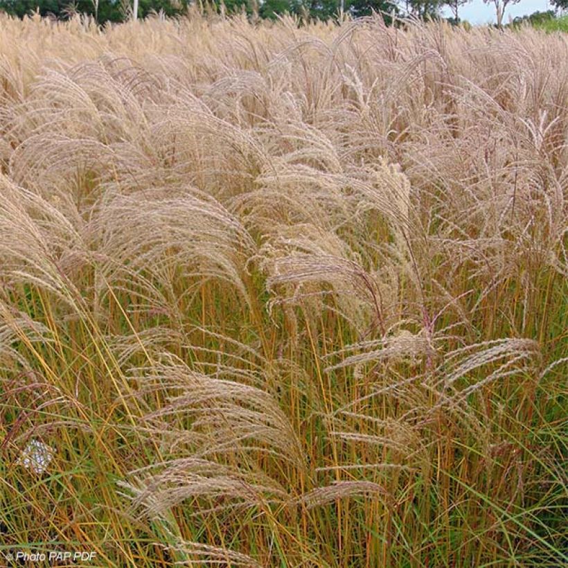 Chinaschilf Flamingo - Miscanthus sinensis (Plant habit)