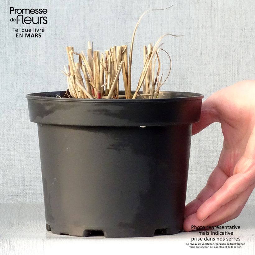 Example of Chinaschilf Flamingo - Miscanthus sinensis Topf mit 2L/3L as you get in printemps