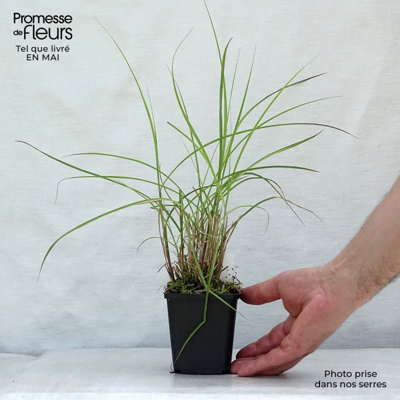 Example of Chinaschilf Flamingo - Miscanthus sinensis Kleine Töpfe von 8/9 cm as you get in printemps
