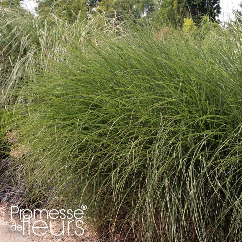 Chinaschilf Gnom - Miscanthus sinensis (Wuchs)
