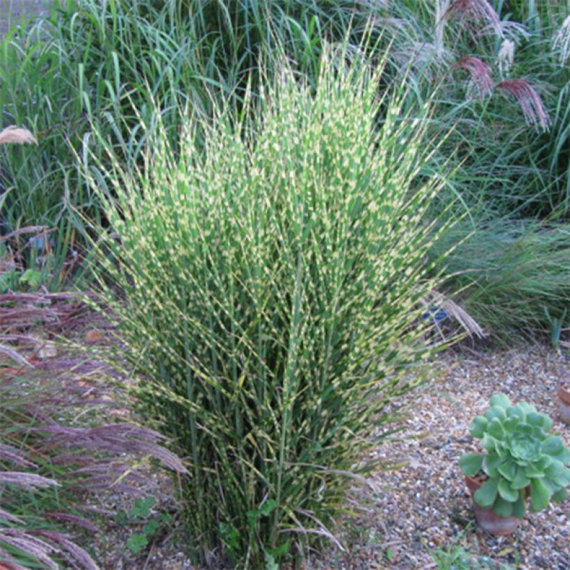 Chinaschilf Gold Bar - Miscanthus sinensis (Wuchs)