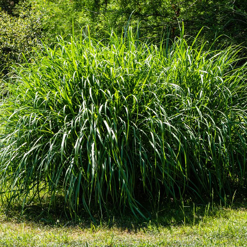 Chinaschilf Gracillimus - Miscanthus sinensis (Wuchs)