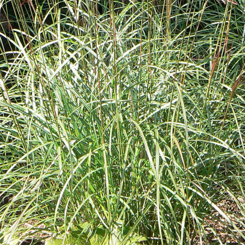 Chinaschilf Graziella - Miscanthus sinensis (Foliage)