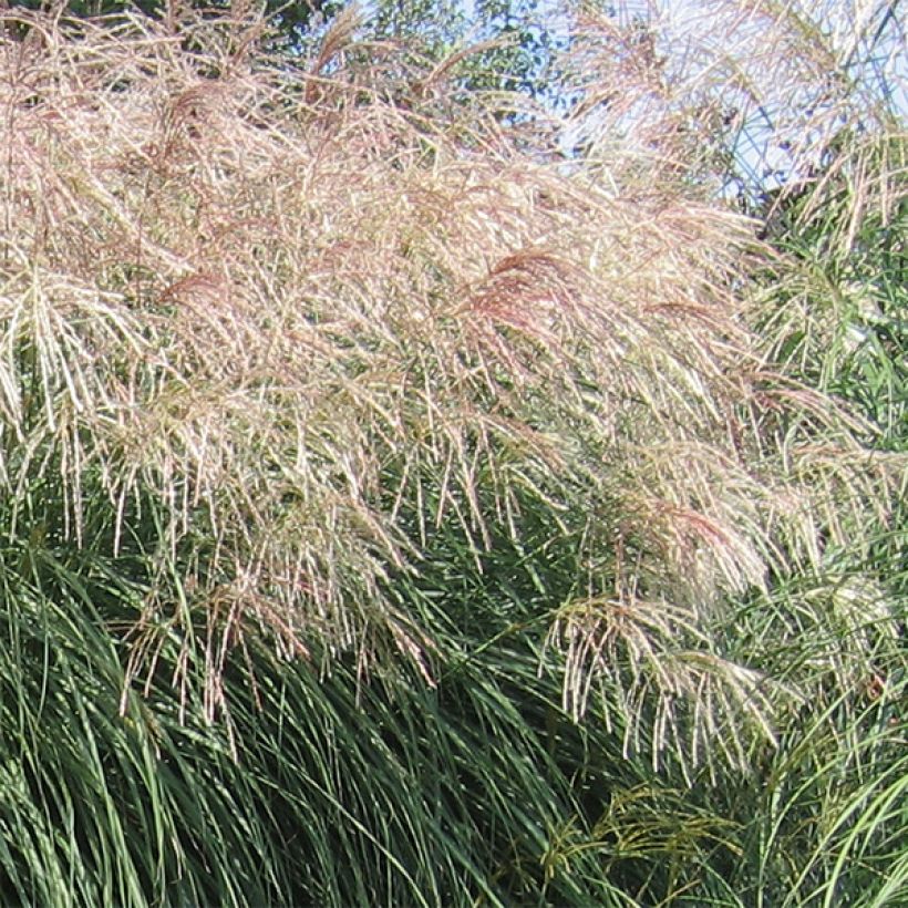 Chinaschilf Graziella - Miscanthus sinensis (Flowering)