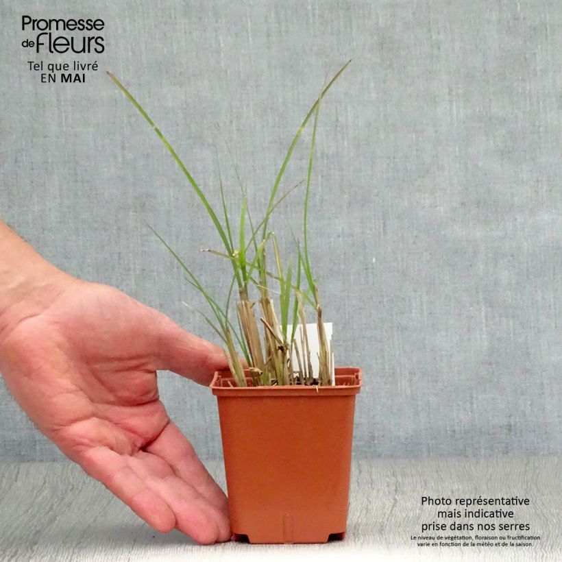 Example of Chinaschilf Graziella - Miscanthus sinensis Kleine Töpfe von 8/9 cm as you get in printemps