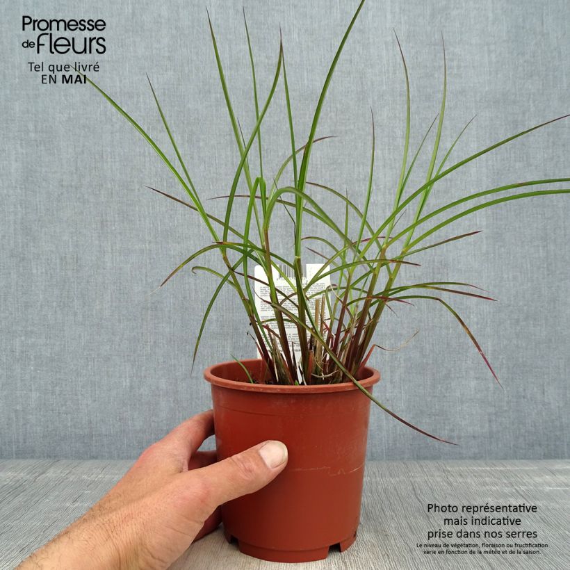 Exemplar von Chinaschilf Kleine Fontäne - Miscanthus sinensis Topf mit 1L/1,5L wie im Frühjahr geliefert