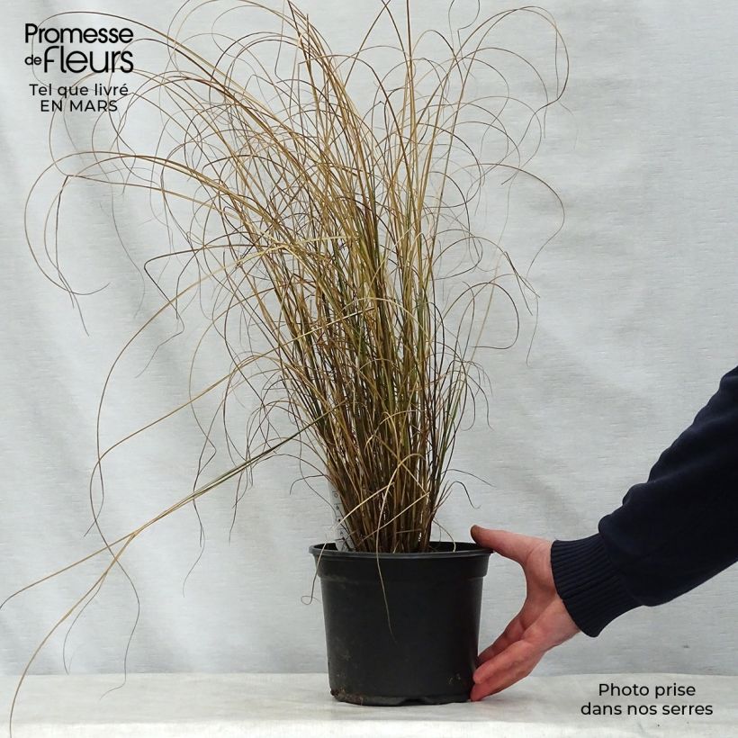 Exemplar von Chinaschilf Kleine Fontäne - Miscanthus sinensis Topf mit 3L/4L wie im Frühjahr geliefert