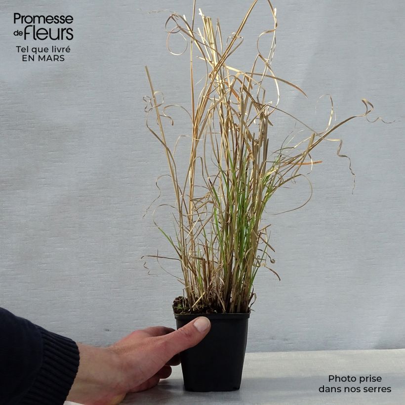Exemplar von Chinaschilf Kleine Silberspinne - Miscanthus sinensis Kleine Töpfe von 8/9 cm wie im Frühjahr geliefert