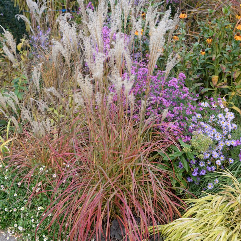 Chinaschilf Little Miss - Miscanthus sinensis (Wuchs)