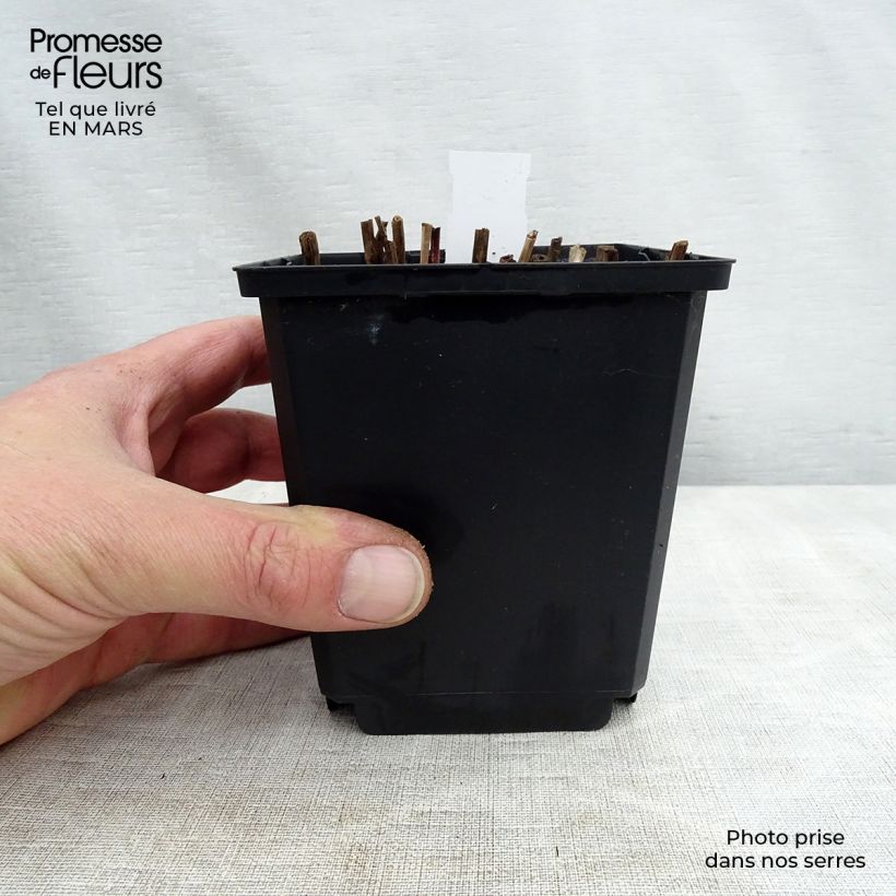 Example of Chinaschilf Nippon - Miscanthus sinensis Kleine Töpfe von 8/9 cm as you get in printemps