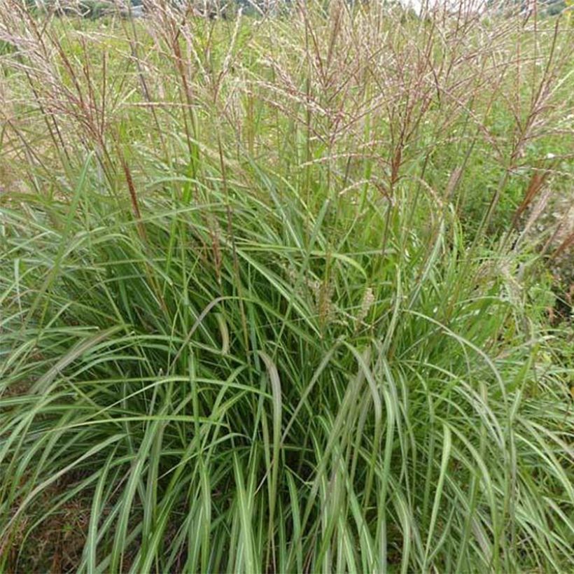 Chinaschilf Purple Fall - Miscanthus sinensis (Foliage)