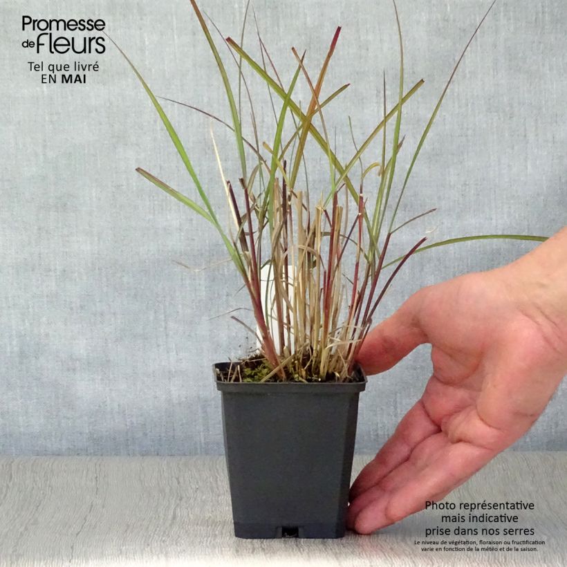 Example of Chinaschilf Purple Fall - Miscanthus sinensis Kleine Töpfe von 8/9 cm as you get in printemps