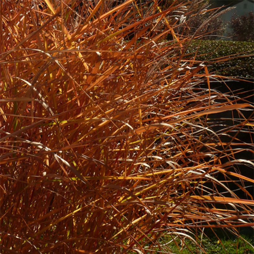 Chinaschilf Purpurascens - Miscanthus sinensis (Foliage)