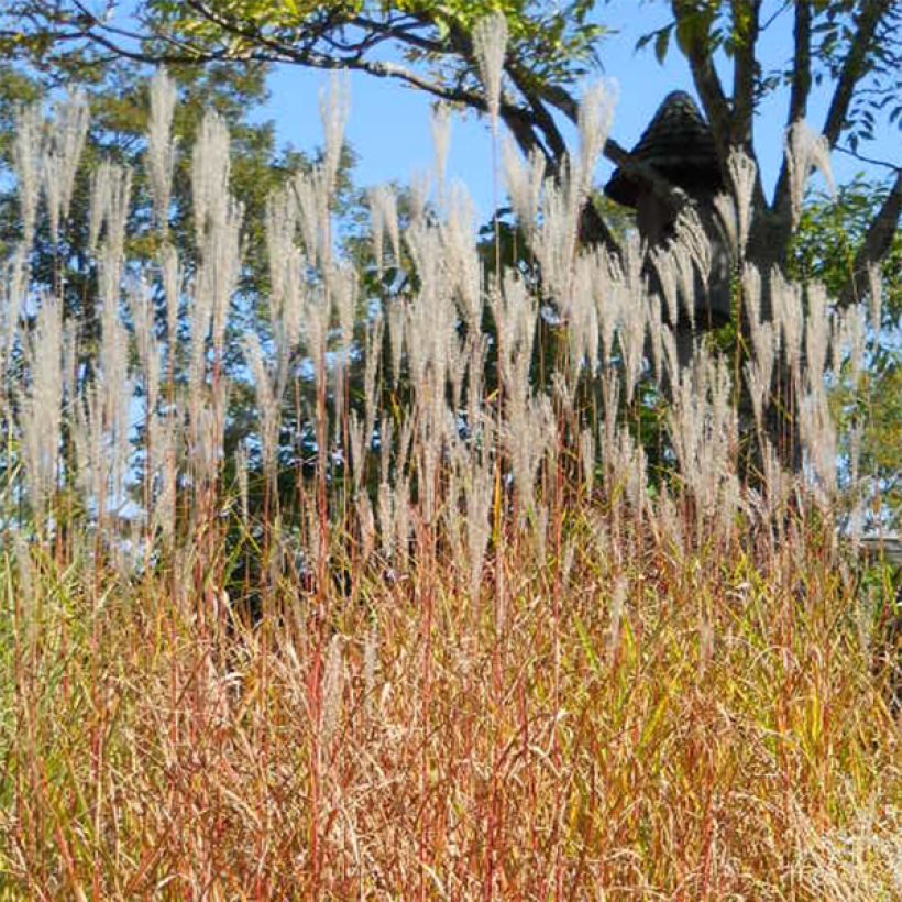 Chinaschilf Purpurascens - Miscanthus sinensis (Plant habit)