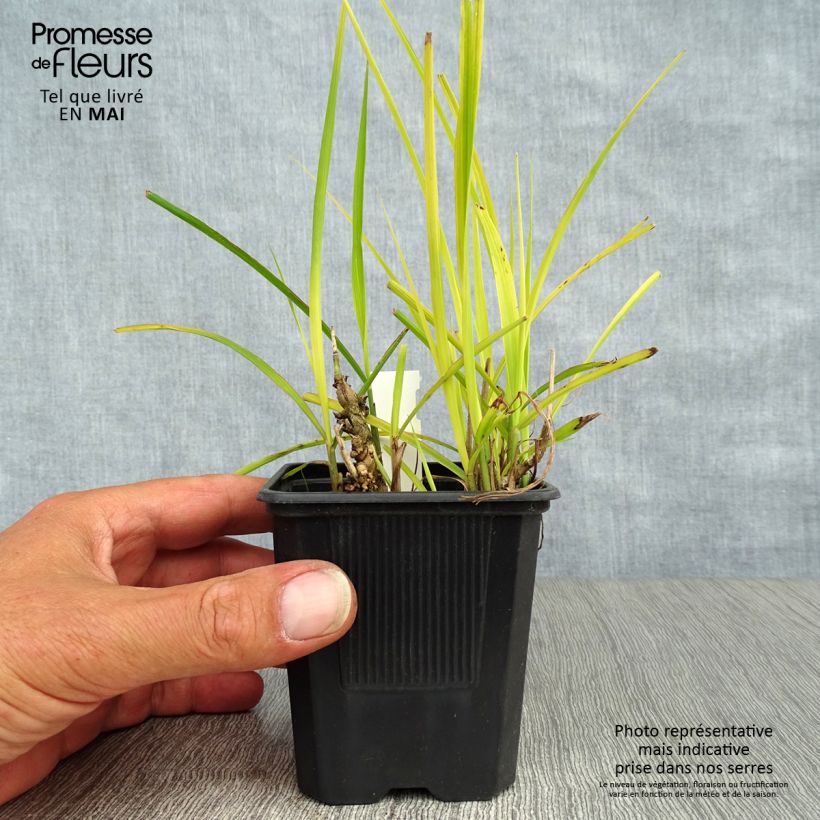Example of Chinaschilf Purpurascens - Miscanthus sinensis Kleine Töpfe von 8/9 cm as you get in printemps