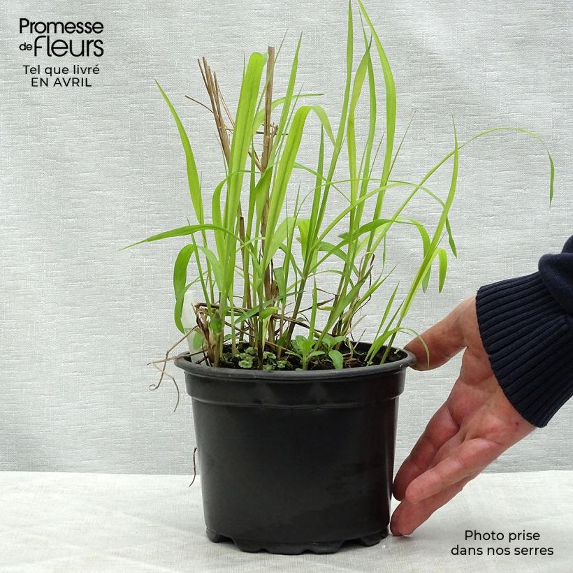 Example of Chinaschilf Purpurascens - Miscanthus sinensis Topf mit 2L/3L as you get in printemps
