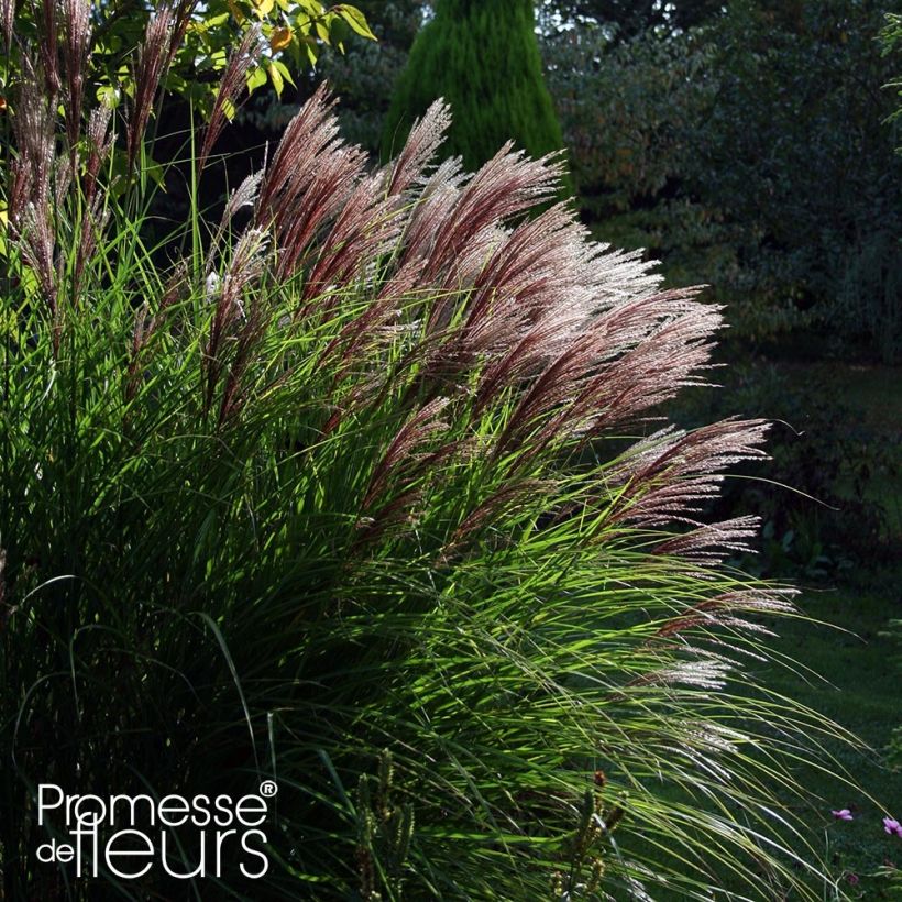 Chinaschilf Red Chief - Miscanthus sinensis (Wuchs)