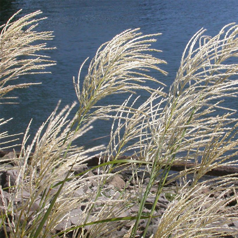 Chinaschilf Roland - Miscanthus sinensis (Blüte)
