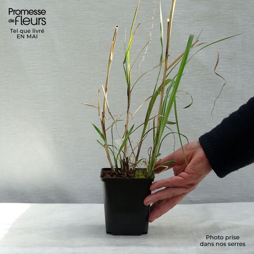 Exemplar von Chinaschilf Rotsilber - Miscanthus sinensis Kleine Töpfe von 8/9 cm wie im Frühjahr geliefert