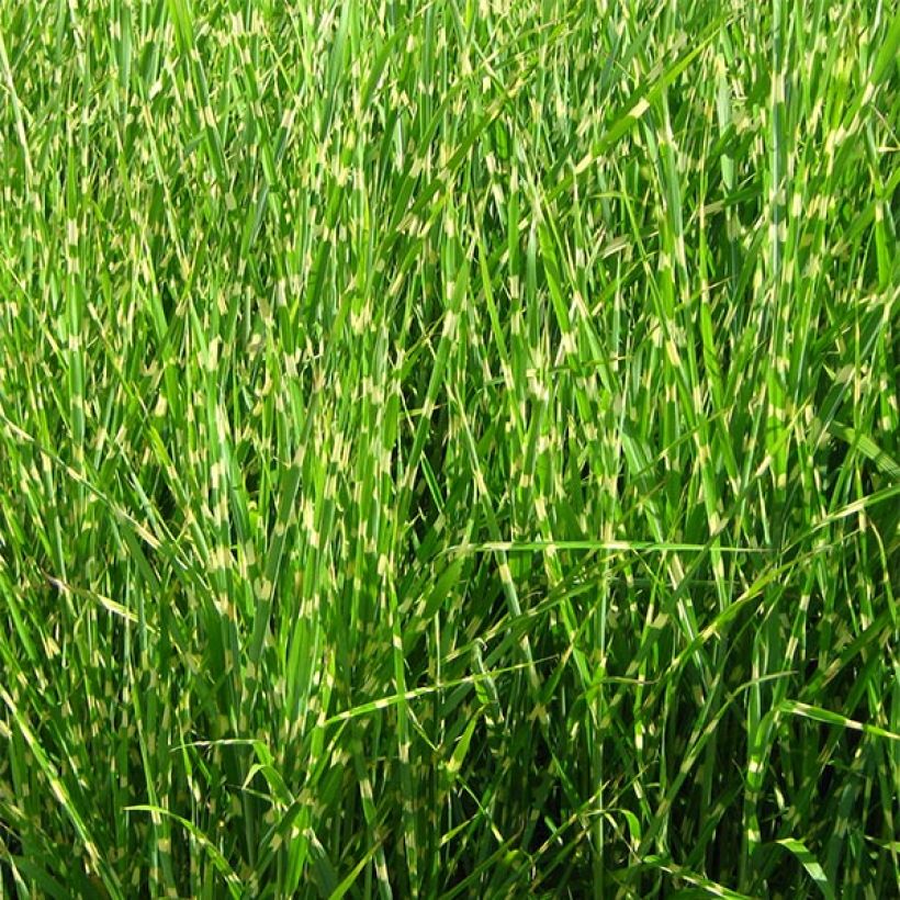 Chinaschilf Strictus - Miscanthus sinensis (Wuchs)