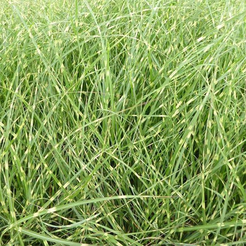 Chinaschilf Strictus Dwarf - Miscanthus sinensis (Foliage)