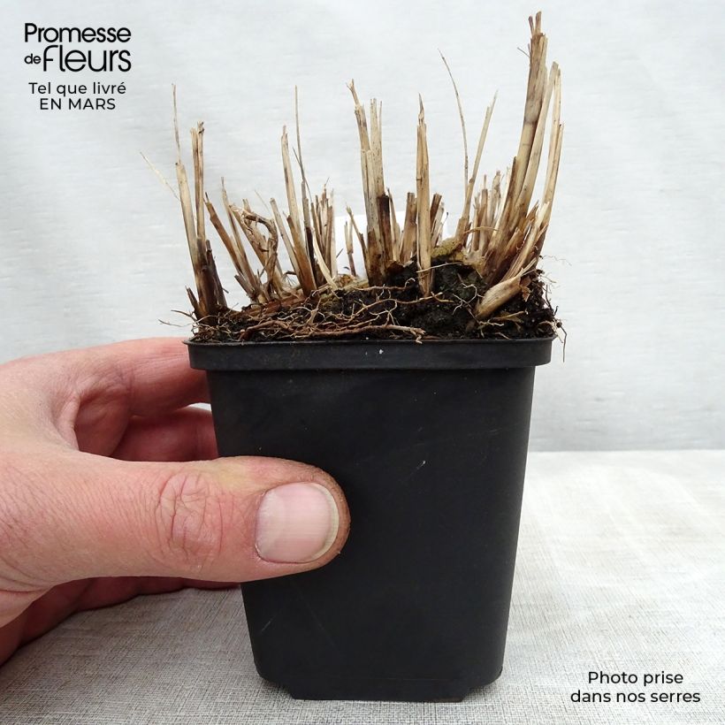 Example of Chinaschilf Strictus Dwarf - Miscanthus sinensis Kleine Töpfe von 8/9 cm as you get in printemps