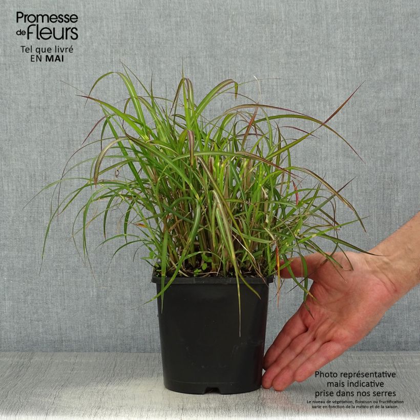 Exemplar von Chinaschilf Strictus Dwarf - Miscanthus sinensis Topf mit 2L/3L wie im Frühjahr geliefert