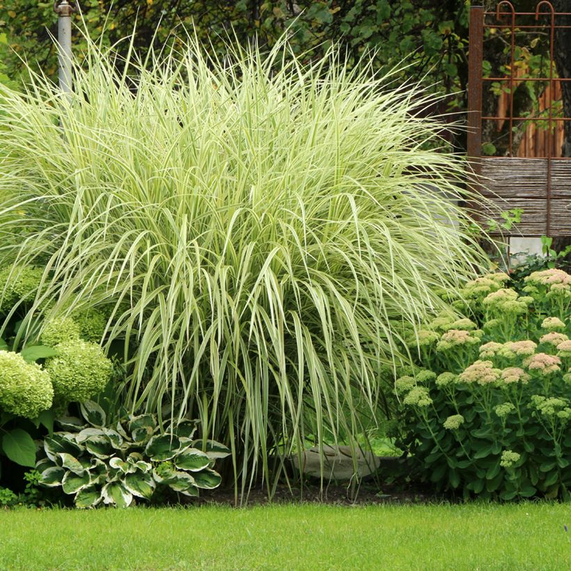 Chinaschilf Variegatus - Miscanthus sinensis (Wuchs)