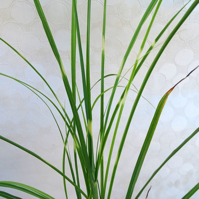 Chinaschilf Zebrinus - Miscanthus sinensis (Laub)