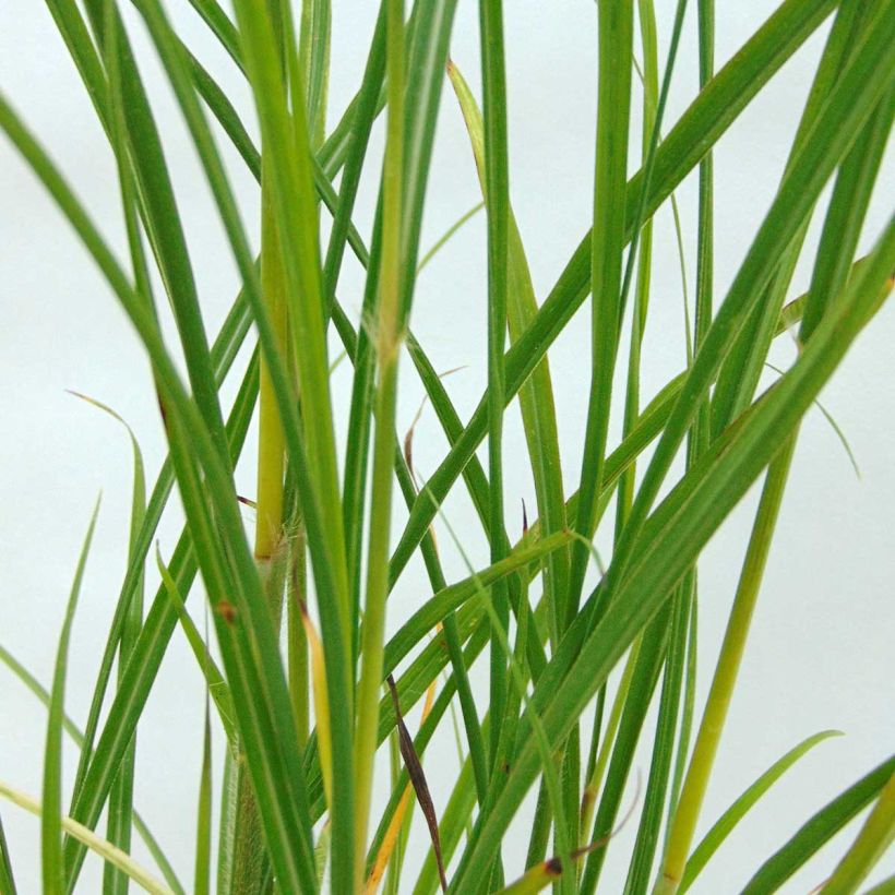 Chinaschilf - Miscanthus transmorrisonensis (Foliage)