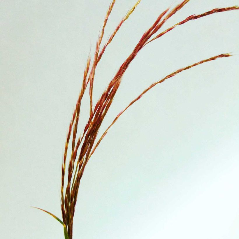 Chinaschilf - Miscanthus transmorrisonensis (Flowering)