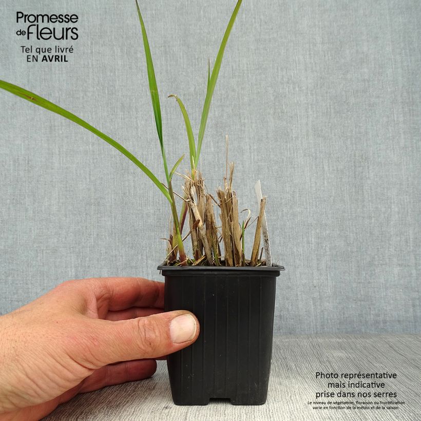 Example of Chinaschilf - Miscanthus transmorrisonensis Kleine Töpfe von 8/9 cm as you get in printemps