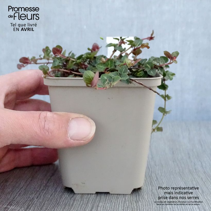 Example of Mitchella repens - Rebhuhnbeere Kleine Töpfe von 8/9 cm as you get in printemps