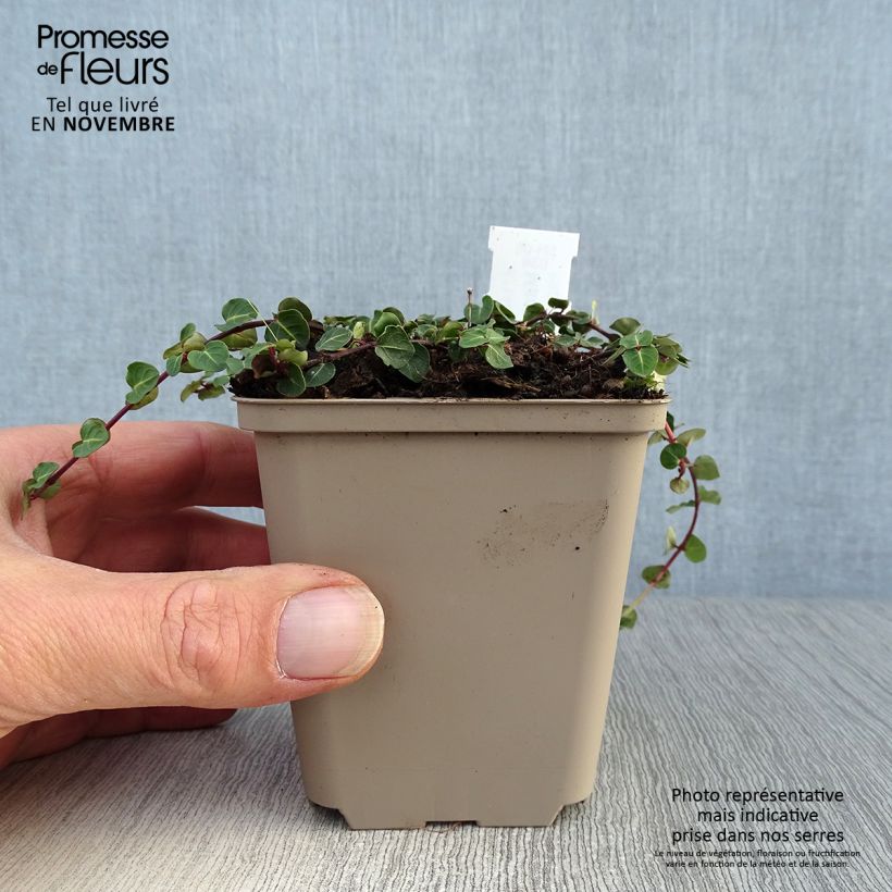 Exemplar von Mitchella repens - Rebhuhnbeere Kleine Töpfe von 8/9 cm wie im Herbst geliefert