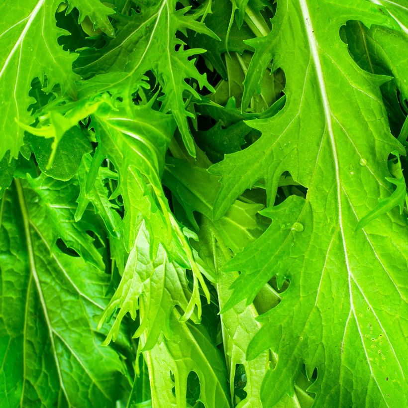Japanischer Senfkohl Mizuna japonica Bio - Ferme de Sainte Marthe (Foliage)