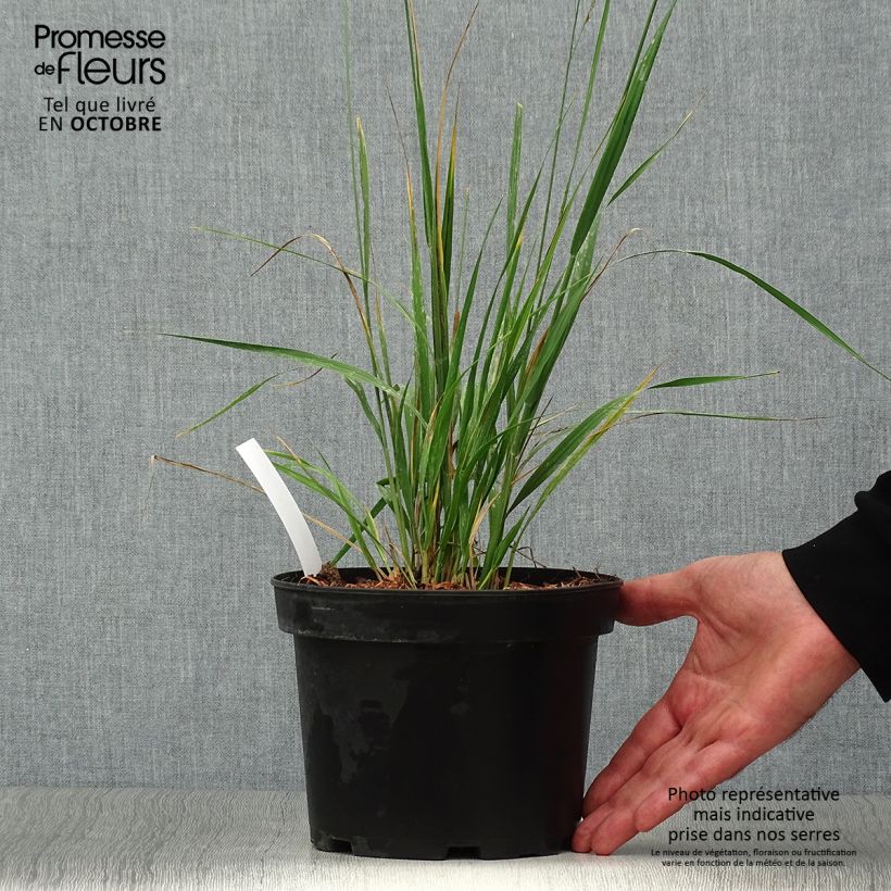 Exemplar von Molinia caerulea subsp. arundinacea Karl Foerster - Rohr-Pfeifengras Topf mit 2L/3L wie im Herbst geliefert