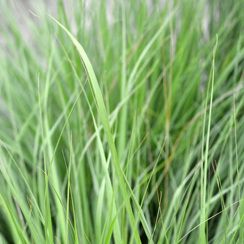 Molinia caerulea Heidezwerg - Blaue Pfeifengras (Laub)