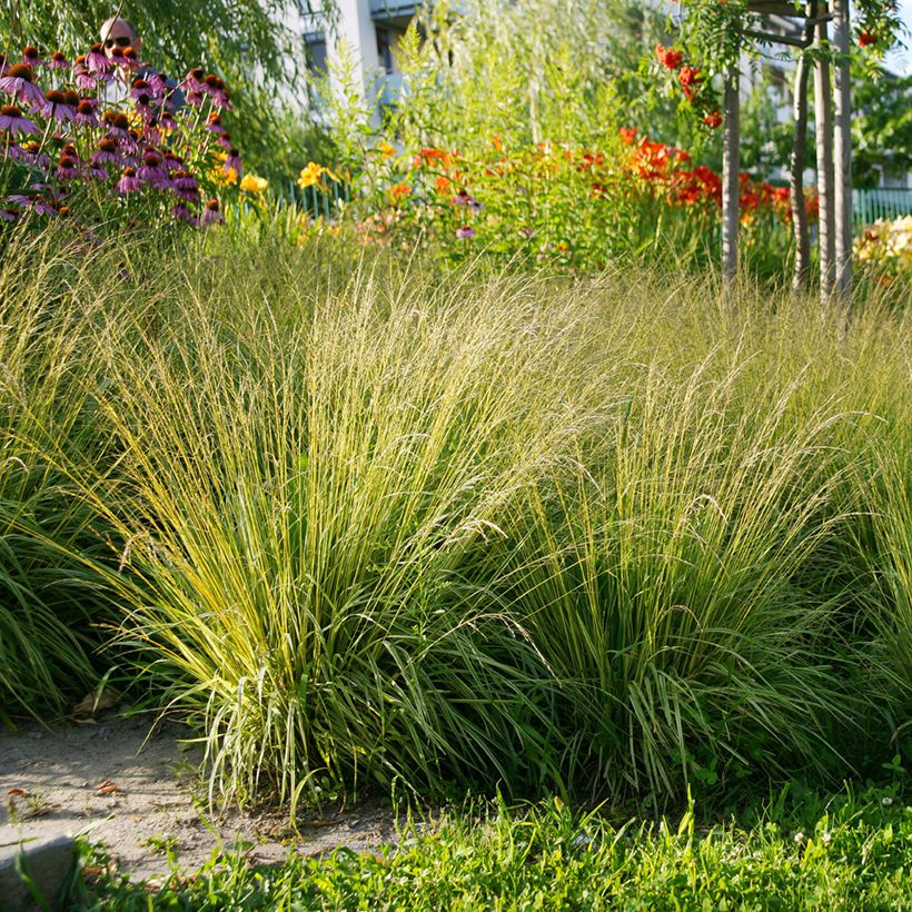 Molinia caerulea Heidezwerg - Blaue Pfeifengras (Wuchs)