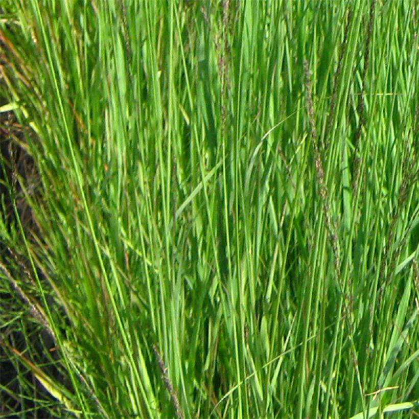 Molinia caerulea subsp. arundinacea Fontäne - Rohr-Pfeifengras (Foliage)